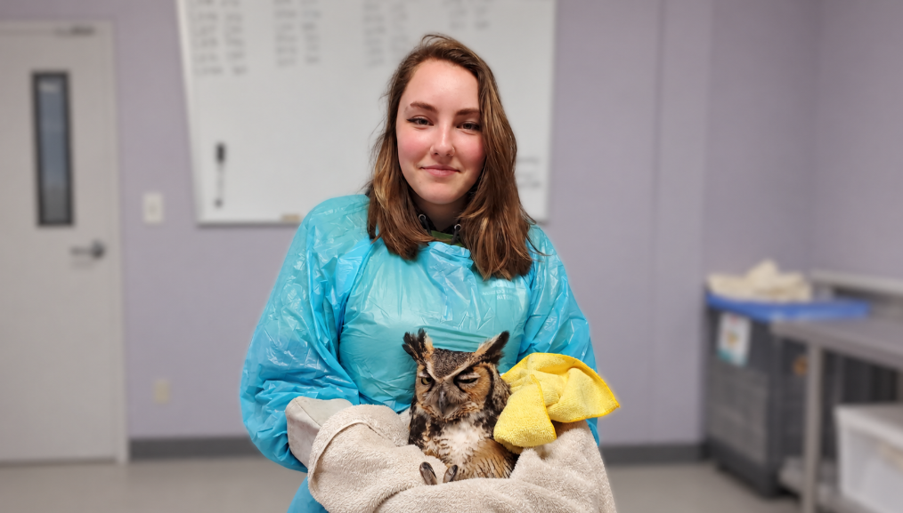 Wildlife-Intern