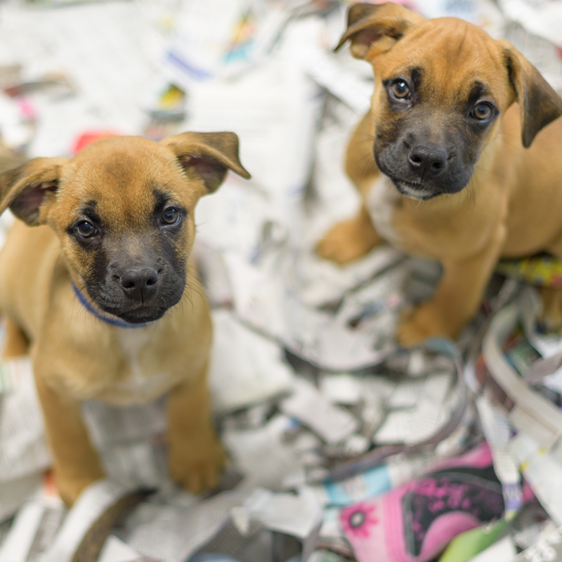 Two cute adoptable puppies look into the camera with love in their eyes.